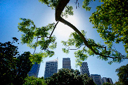 buildingAndtree